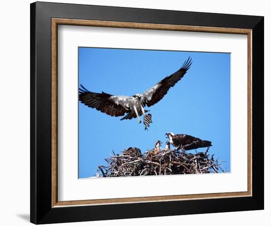 Male Osprey Landing at Nest with Fish, Sanibel Island, Florida, USA-Charles Sleicher-Framed Photographic Print