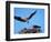 Male Osprey Landing at Nest with Fish, Sanibel Island, Florida, USA-Charles Sleicher-Framed Photographic Print