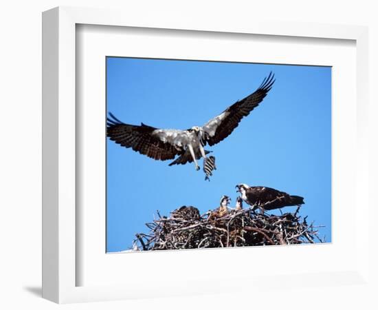 Male Osprey Landing at Nest with Fish, Sanibel Island, Florida, USA-Charles Sleicher-Framed Photographic Print