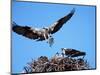 Male Osprey Landing at Nest with Fish, Sanibel Island, Florida, USA-Charles Sleicher-Mounted Photographic Print