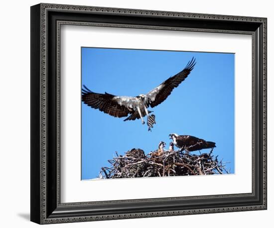 Male Osprey Landing at Nest with Fish, Sanibel Island, Florida, USA-Charles Sleicher-Framed Photographic Print