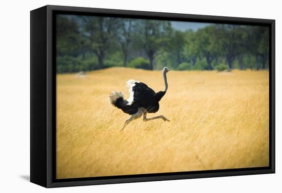 Male Ostrich Running in Dry Grass Trees in Background Botswana Africa-Sheila Haddad-Framed Premier Image Canvas