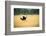 Male Ostrich Running in Dry Grass Trees in Background Botswana Africa-Sheila Haddad-Framed Photographic Print