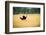 Male Ostrich Running in Dry Grass Trees in Background Botswana Africa-Sheila Haddad-Framed Photographic Print