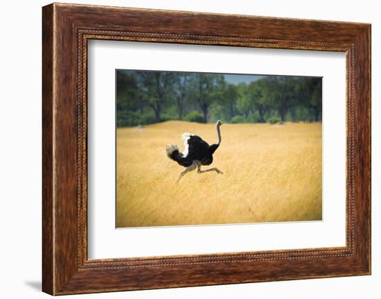 Male Ostrich Running in Dry Grass Trees in Background Botswana Africa-Sheila Haddad-Framed Photographic Print