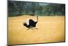 Male Ostrich Running in Dry Grass Trees in Background Botswana Africa-Sheila Haddad-Mounted Photographic Print