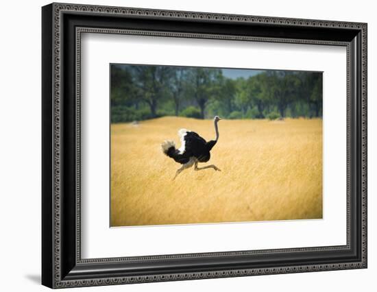 Male Ostrich Running in Dry Grass Trees in Background Botswana Africa-Sheila Haddad-Framed Photographic Print