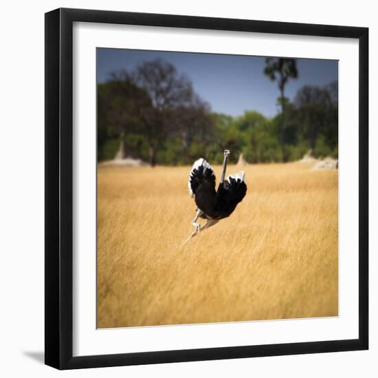 Male Ostrich Running in Grass, Leaning to Right-Sheila Haddad-Framed Photographic Print