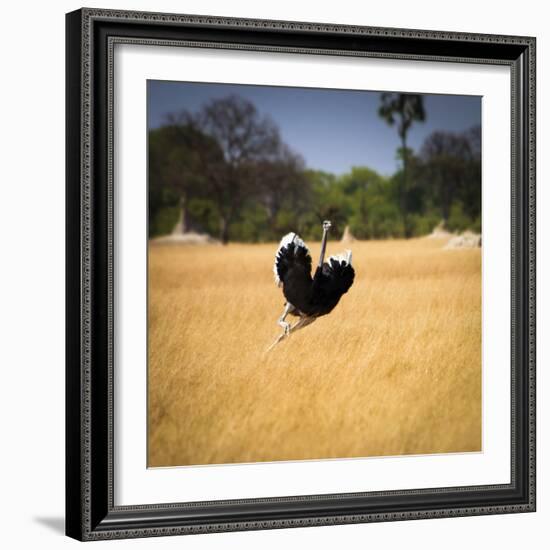 Male Ostrich Running in Grass, Leaning to Right-Sheila Haddad-Framed Photographic Print