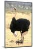 Male Ostrich (Struthio Camelus) Protecting Chicks From The Sun With Its Wings-Eric Baccega-Mounted Photographic Print