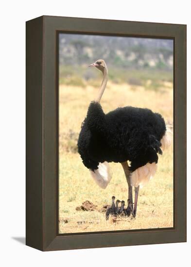 Male Ostrich (Struthio Camelus) Protecting Chicks From The Sun With Its Wings-Eric Baccega-Framed Premier Image Canvas