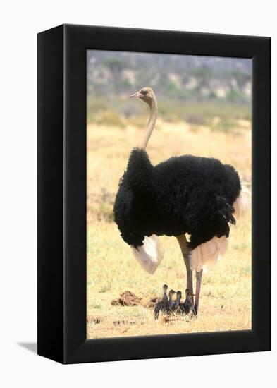 Male Ostrich (Struthio Camelus) Protecting Chicks From The Sun With Its Wings-Eric Baccega-Framed Premier Image Canvas