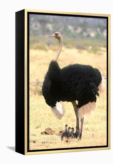 Male Ostrich (Struthio Camelus) Protecting Chicks From The Sun With Its Wings-Eric Baccega-Framed Premier Image Canvas