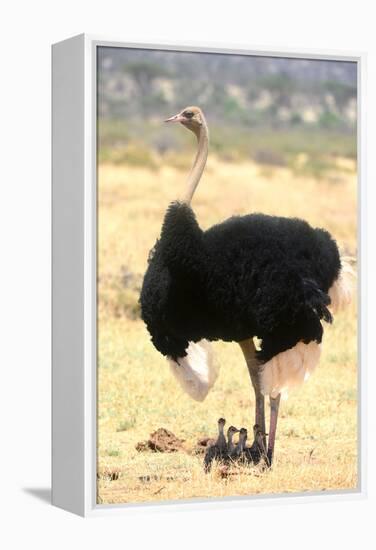 Male Ostrich (Struthio Camelus) Protecting Chicks From The Sun With Its Wings-Eric Baccega-Framed Premier Image Canvas