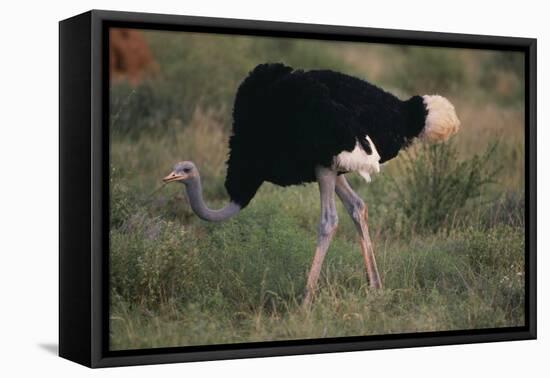 Male Ostrich-DLILLC-Framed Premier Image Canvas