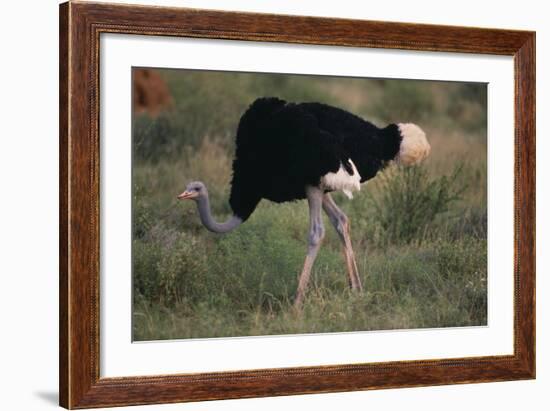 Male Ostrich-DLILLC-Framed Photographic Print