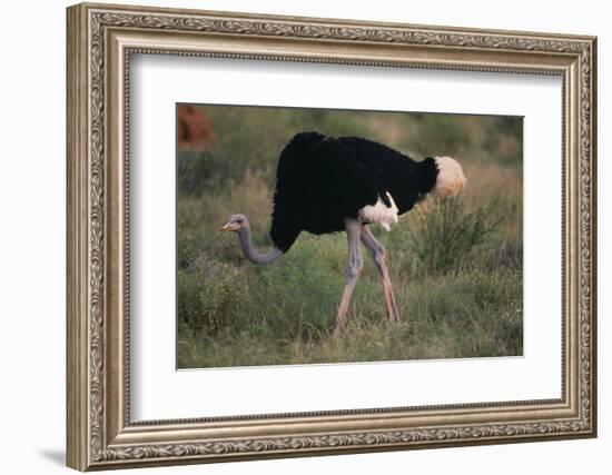 Male Ostrich-DLILLC-Framed Photographic Print