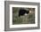 Male Ostrich-DLILLC-Framed Photographic Print