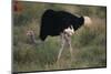 Male Ostrich-DLILLC-Mounted Photographic Print