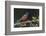 Male Painted bunting. Rio Grande Valley, Texas-Adam Jones-Framed Photographic Print