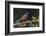 Male Painted bunting. Rio Grande Valley, Texas-Adam Jones-Framed Photographic Print