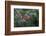 Male Painted bunting. South Padre Island, Texas-Adam Jones-Framed Photographic Print