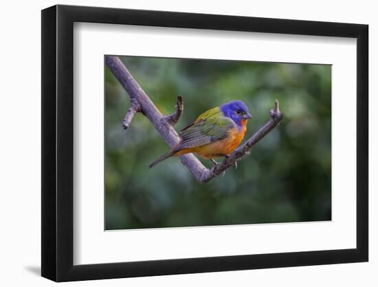 Male Painted bunting. South Padre Island, Texas-Adam Jones-Framed Photographic Print