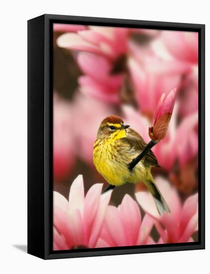 Male Palm Warbler in Magnolia Tree-Adam Jones-Framed Premier Image Canvas