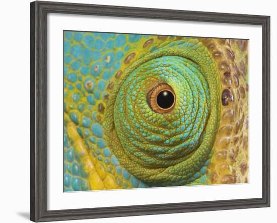 Male Parson's Chameleon, Close up of Eye, Ranomafana National Park, South Eastern Madagascar-Nick Garbutt-Framed Photographic Print