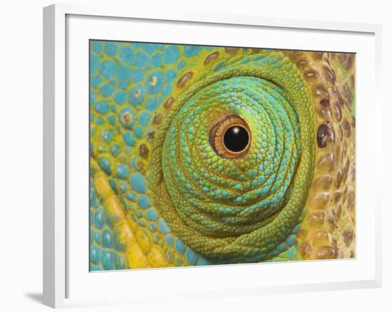 Male Parson's Chameleon, Close up of Eye, Ranomafana National Park, South Eastern Madagascar-Nick Garbutt-Framed Photographic Print