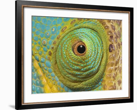 Male Parson's Chameleon, Close up of Eye, Ranomafana National Park, South Eastern Madagascar-Nick Garbutt-Framed Photographic Print