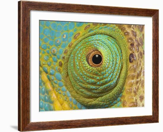 Male Parson's Chameleon, Close up of Eye, Ranomafana National Park, South Eastern Madagascar-Nick Garbutt-Framed Photographic Print