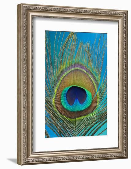 Male Peacock Display Tail Feathers-Darrell Gulin-Framed Photographic Print