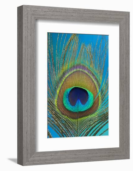 Male Peacock Display Tail Feathers-Darrell Gulin-Framed Photographic Print