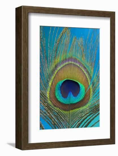 Male Peacock Display Tail Feathers-Darrell Gulin-Framed Photographic Print