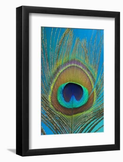 Male Peacock Display Tail Feathers-Darrell Gulin-Framed Photographic Print