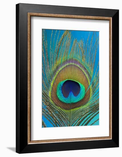 Male Peacock Display Tail Feathers-Darrell Gulin-Framed Photographic Print