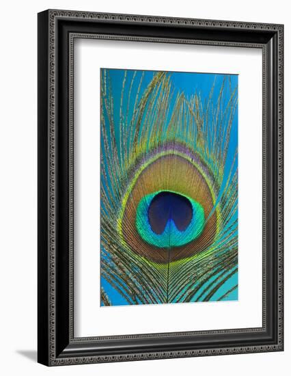 Male Peacock Display Tail Feathers-Darrell Gulin-Framed Photographic Print