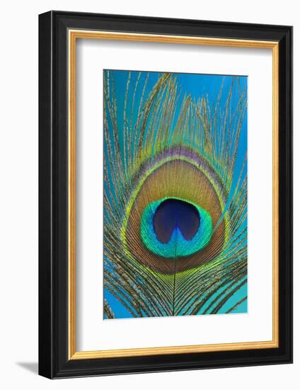 Male Peacock Display Tail Feathers-Darrell Gulin-Framed Photographic Print