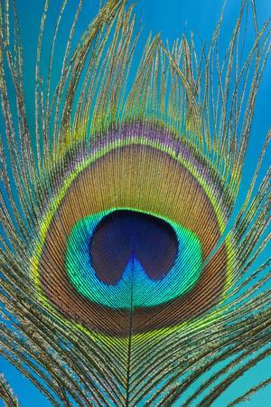 Male Peacock Display Tail Feathers' Photographic Print - Darrell Gulin |  Art.com