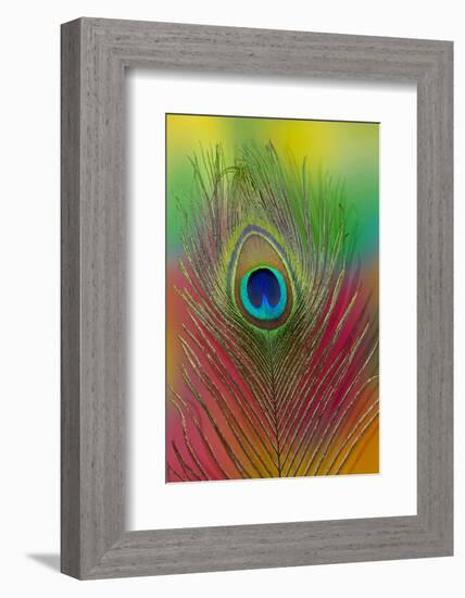 Male Peacock Display Tail Feathers-Darrell Gulin-Framed Photographic Print