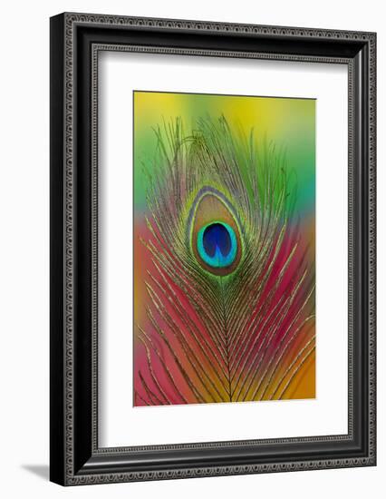 Male Peacock Display Tail Feathers-Darrell Gulin-Framed Photographic Print