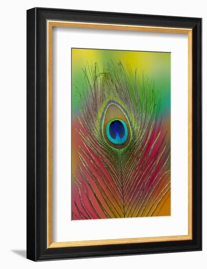 Male Peacock Display Tail Feathers-Darrell Gulin-Framed Photographic Print