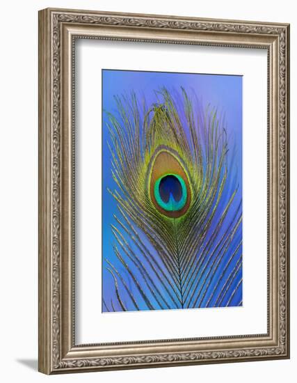 Male Peacock Display Tail Feathers-Darrell Gulin-Framed Photographic Print