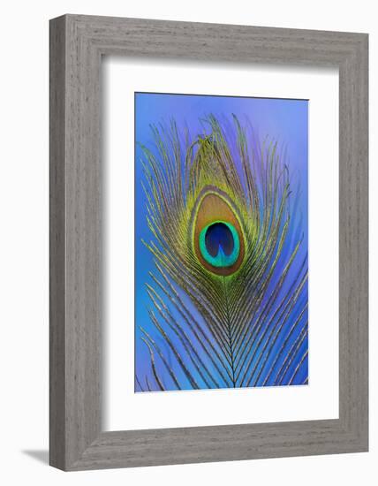 Male Peacock Display Tail Feathers-Darrell Gulin-Framed Photographic Print