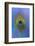 Male Peacock Display Tail Feathers-Darrell Gulin-Framed Photographic Print