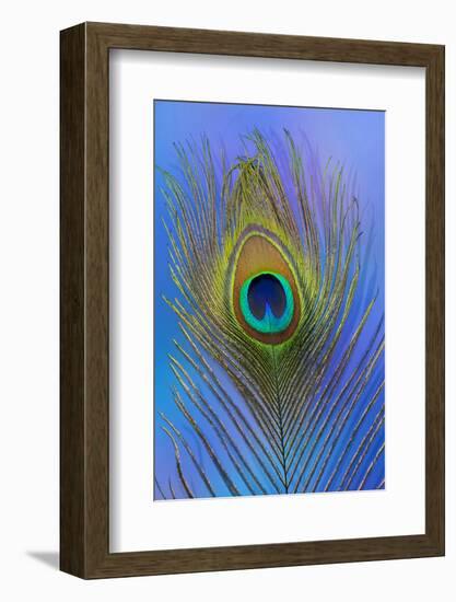 Male Peacock Display Tail Feathers-Darrell Gulin-Framed Photographic Print