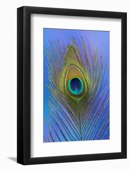 Male Peacock Display Tail Feathers-Darrell Gulin-Framed Photographic Print