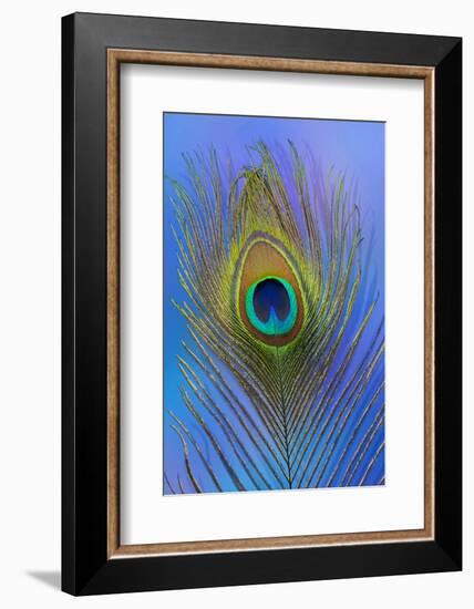 Male Peacock Display Tail Feathers-Darrell Gulin-Framed Photographic Print