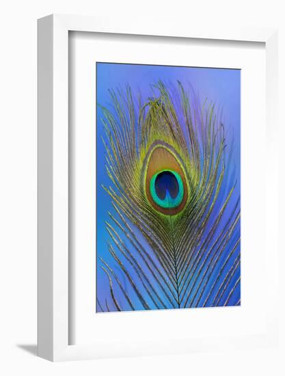 Male Peacock Display Tail Feathers-Darrell Gulin-Framed Photographic Print